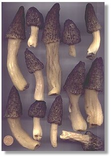 Black Morels