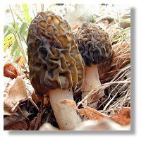 Black Morels