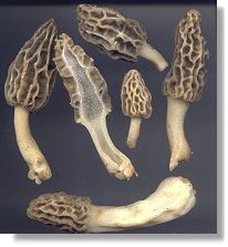 Deliciosa Morel