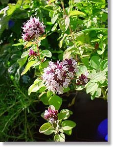 Oregano Vulgare