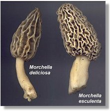 Yellow Morels